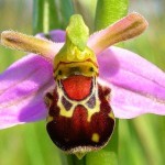 07_nasmejani_bumbar