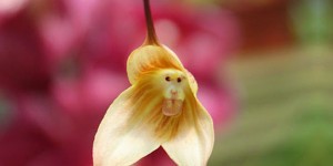 Majmun_orhideja