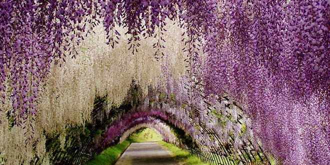 1 cvetni tunel