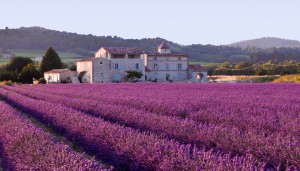 lavanda_provansa