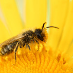 Il’ si muva il’ si pčela