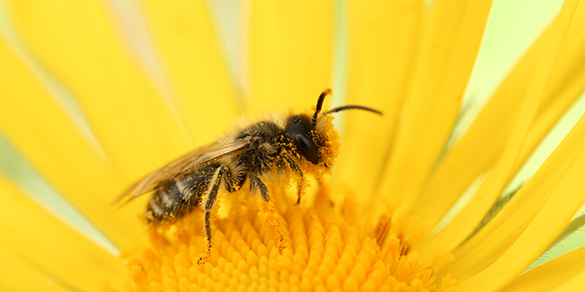 Tehnike samopomoći Il’ si muva il’ si pčela…